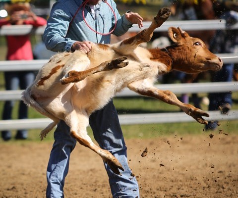 A Day at the Rodeo